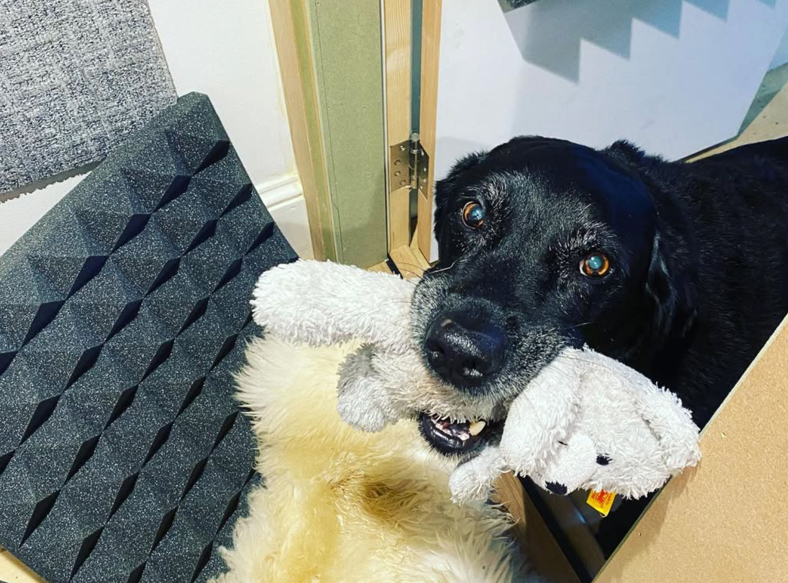 Elisa Canas - Services